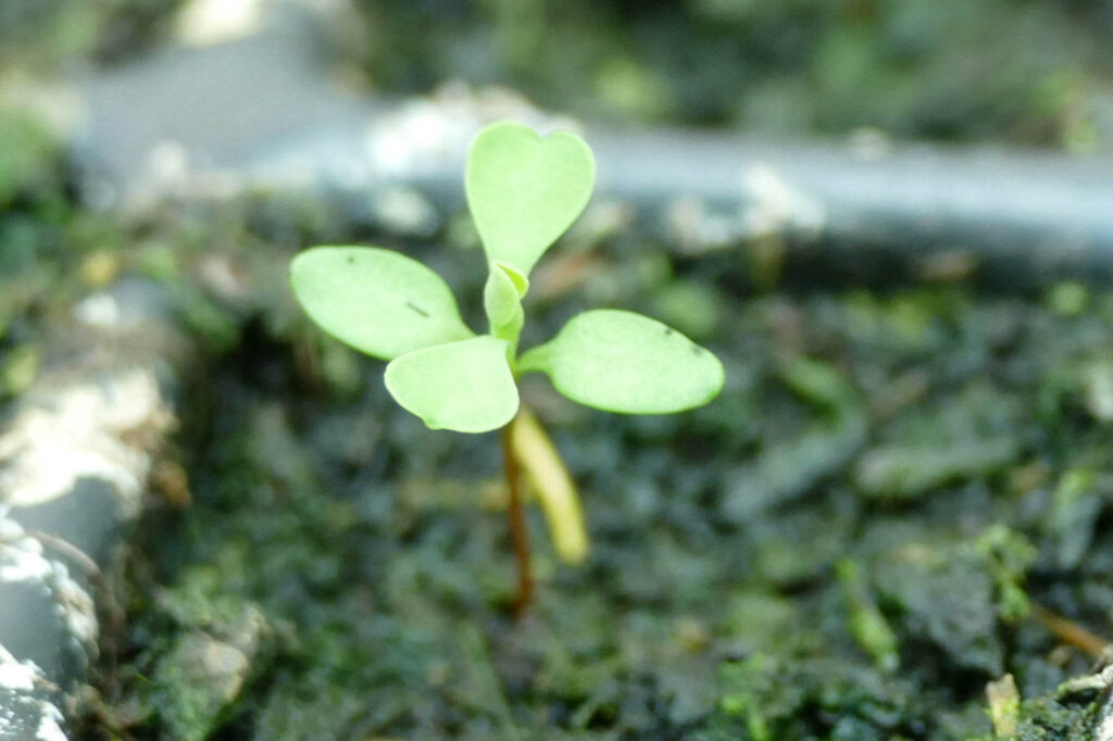 Sichel-Wolfsmilch (Euphorbia falcata) Keimling Wild-Land 16.4.2024 Foto: K.Schneider