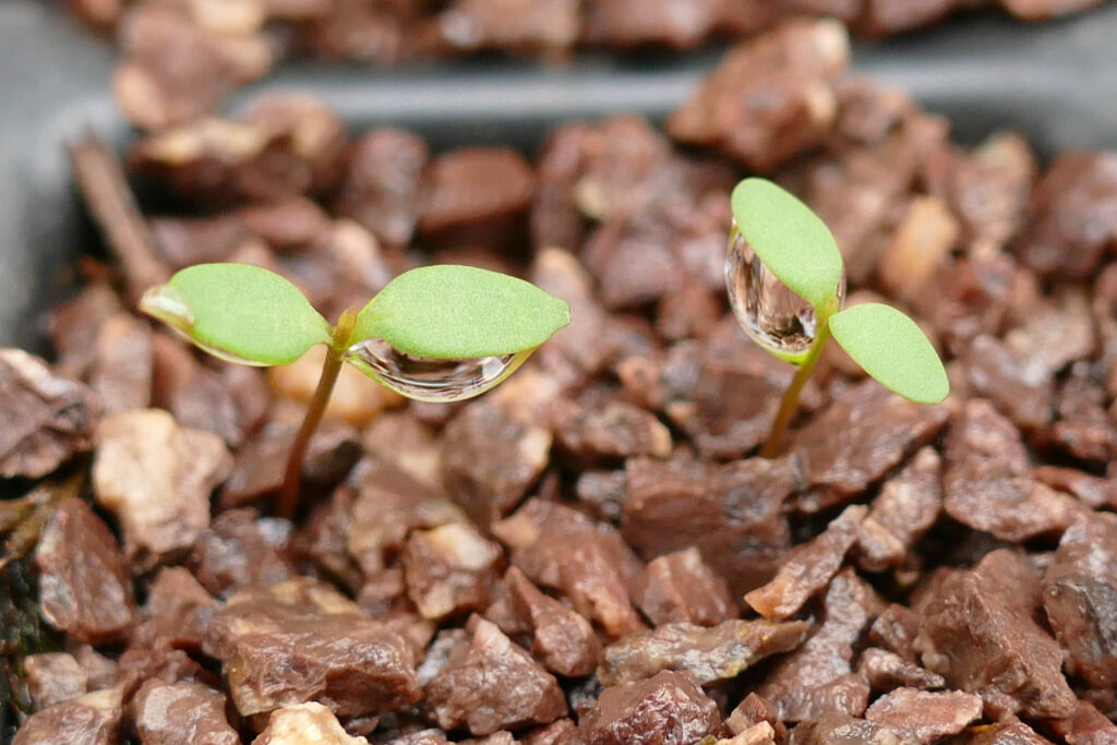 Sichel-Wolfsmilch (Euphorbia falcata) Keimlinge Keimversuch Frühjahr 8.4.2024 Foto: Katrin Schneider