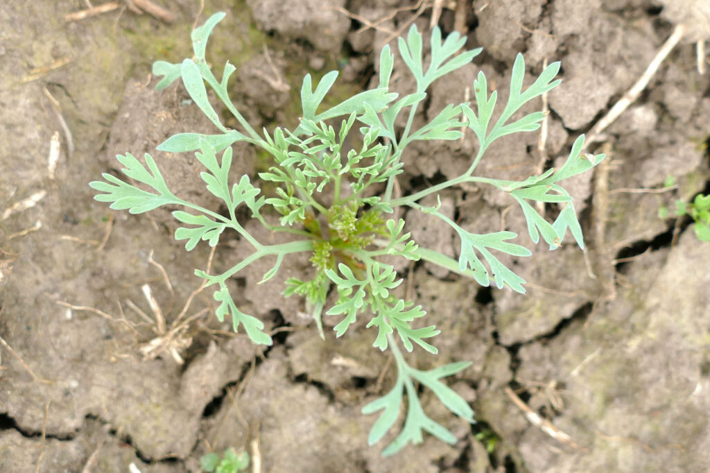 Dunkler Erdrauch (Fumaria schleicheri) Jungpflanze, Aussaat auf Feld 2023, Saale-Saaten 8.4.2024, Foto: Katrin Schneider