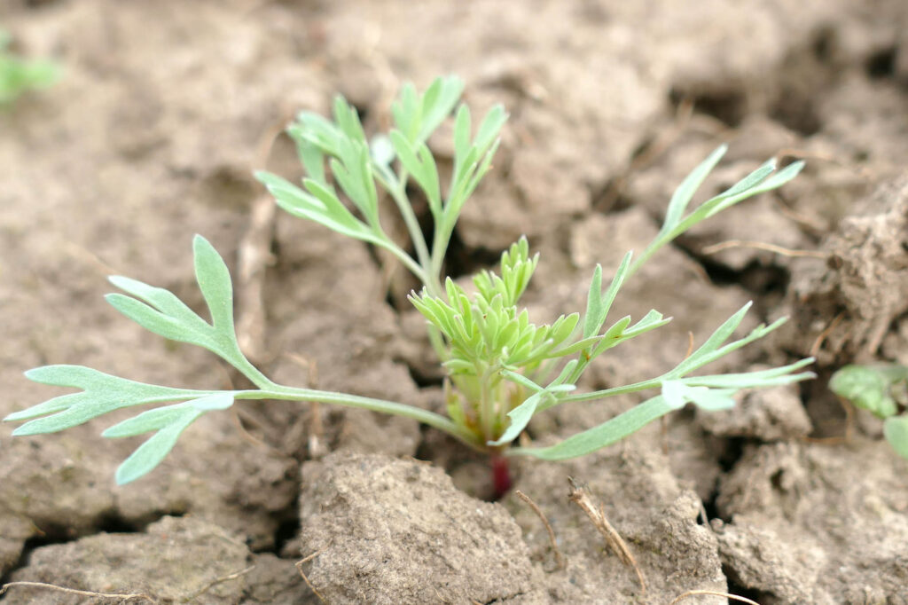 Dunkler Erdrauch (Fumaria schleicheri) Jungpflanze, Aussaat auf Feld 2023, Saale-Saaten 8.4.2024, Foto: Katrin Schneider