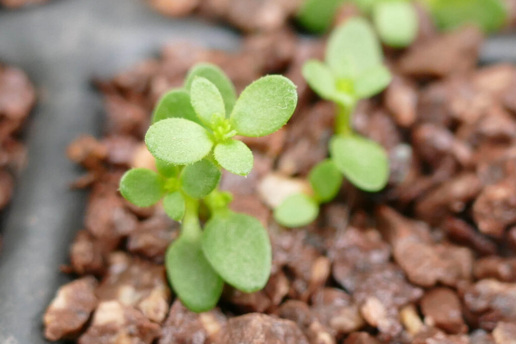 Pariser Labkraut (Galium parisiense) Keimlinge Keimversuch Frühjahr 8.4.2024 Foto: Katrin Schneider