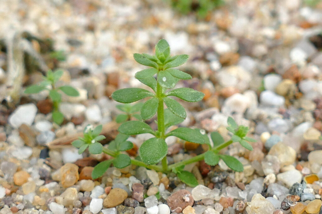 Parisier Labkraut (Galium parisiense), Sammelort Weischütz 1, Bot. Garten 10.4.2024 Foto: Katrin Schneider