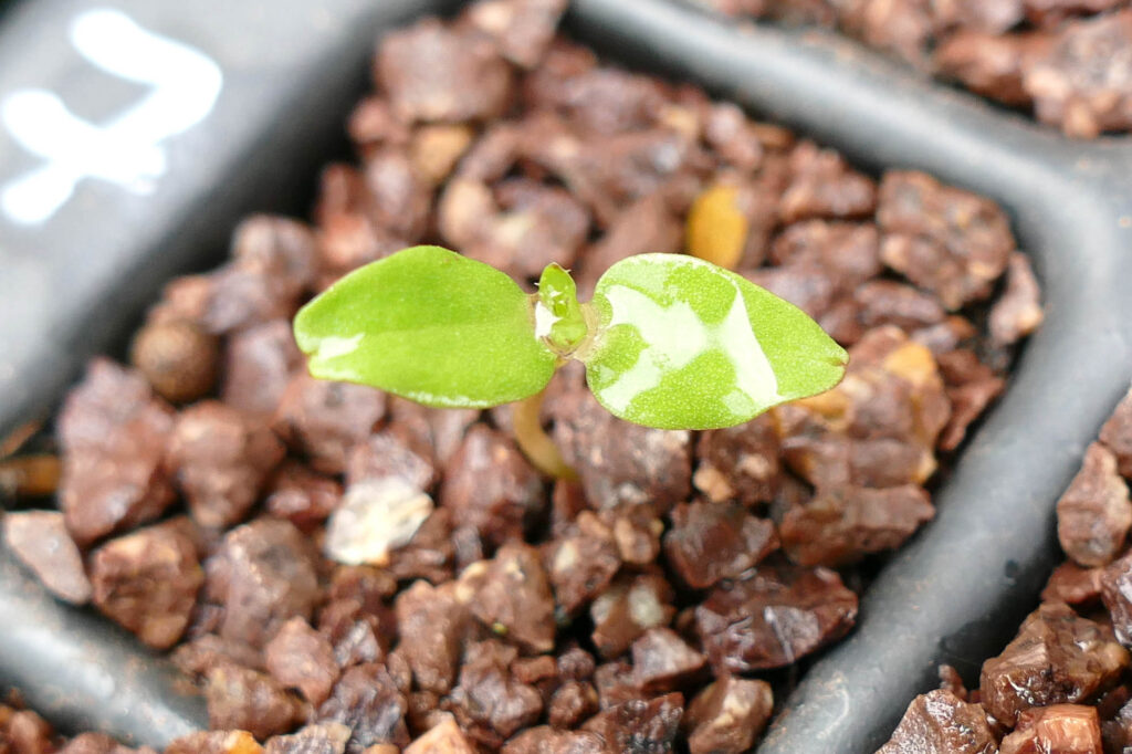 Dreihörniges Labkraut (Galium tricornutum) Keimlinge Keimversuch Frühjahr 8.4.2024 Foto: Katrin Schneider
