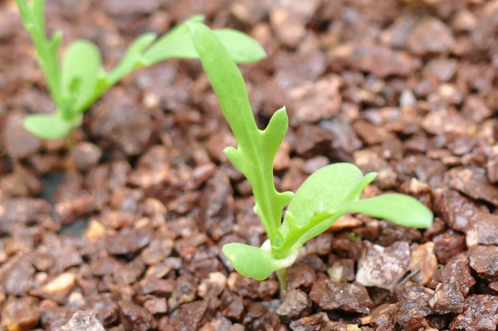 Saat-Wucherblume (Glebionis segetum) Keimlinge Keimversuch Frühjahr 8.4.2024 Foto: Katrin Schneider