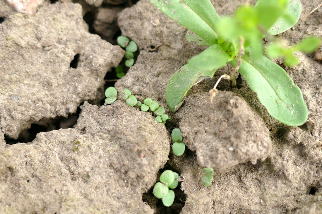Spießblättriges Tännelkraut (Kicksia elatine) Keimlinge, Aussaat auf Feld 2023, Saalesaaten 8.4.2024 Foto: Katrin Schneider