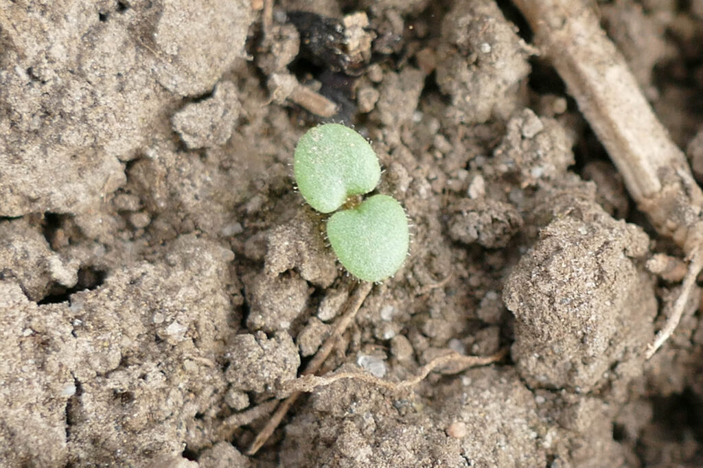 Spießblättriges Tännelkraut (Kicksia elatine) Keimling, Aussaat auf Feld 2023, Saalesaaten 8.4.2024 Foto: Katrin Schneider