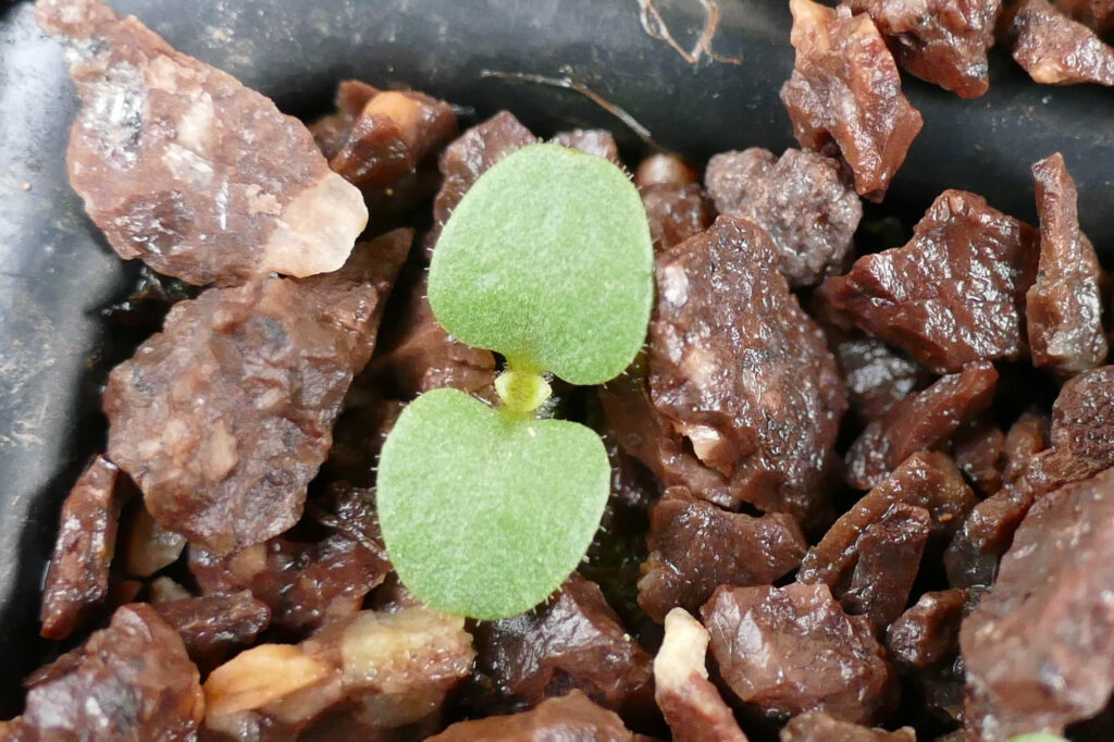 Spießblättriges Tännelkraut (Kicksia elatine) Keimlinge Keimversuch Frühjahr 8.4.2024 Foto: Katrin Schneider