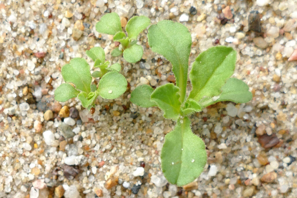 Kleiner Frauenspiegel (Legousia hybrida), Jungpflanze, Bot. Garten 10.4.2024 Foto: Katrin Schneider
