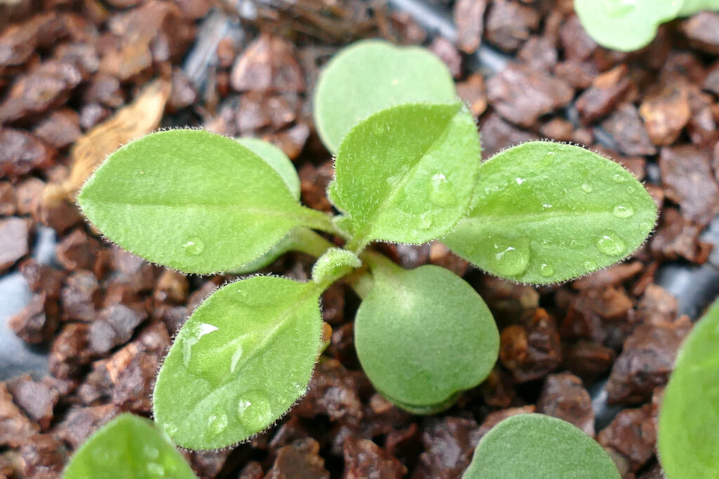 Finkensame (Neslia paniculata) Keimlinge Keimversuch Frühjahr 8.4.2024 Foto: Katrin Schneider