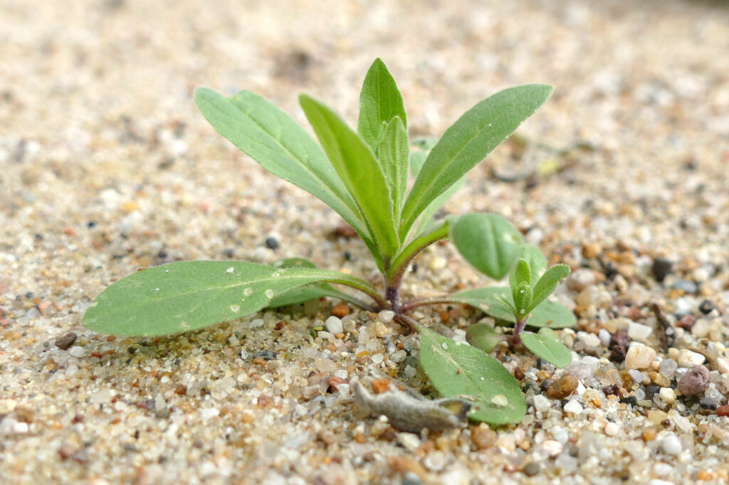Finkensame (Neslia paniculata), Jungpflanze, Sammelort Müncheroda, Bot. Garten 10.4.2024 Foto: Katrin Schneider
