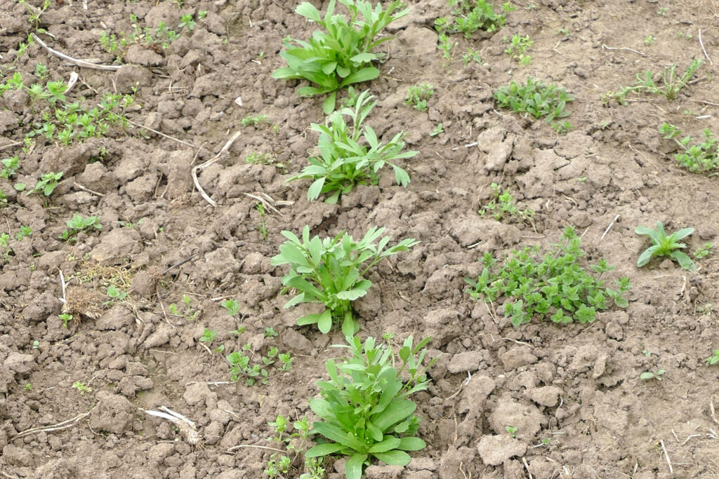 Acker-Hahnenfuß (Ranunculus arvensis) Jungpflanzen auf Feld, Aussaat 2023 Saale-Saaten Foto: Katrin Schneider
