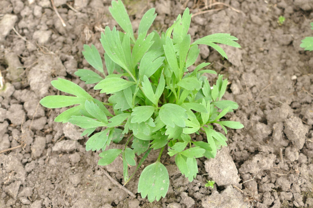 Acker-Hahnenfuß (Ranunculus arvensis) Jungpflanze, Aussaat auf Feld 2023 Saalesaaten 8.4.2024 Foto: Katrin Schneider