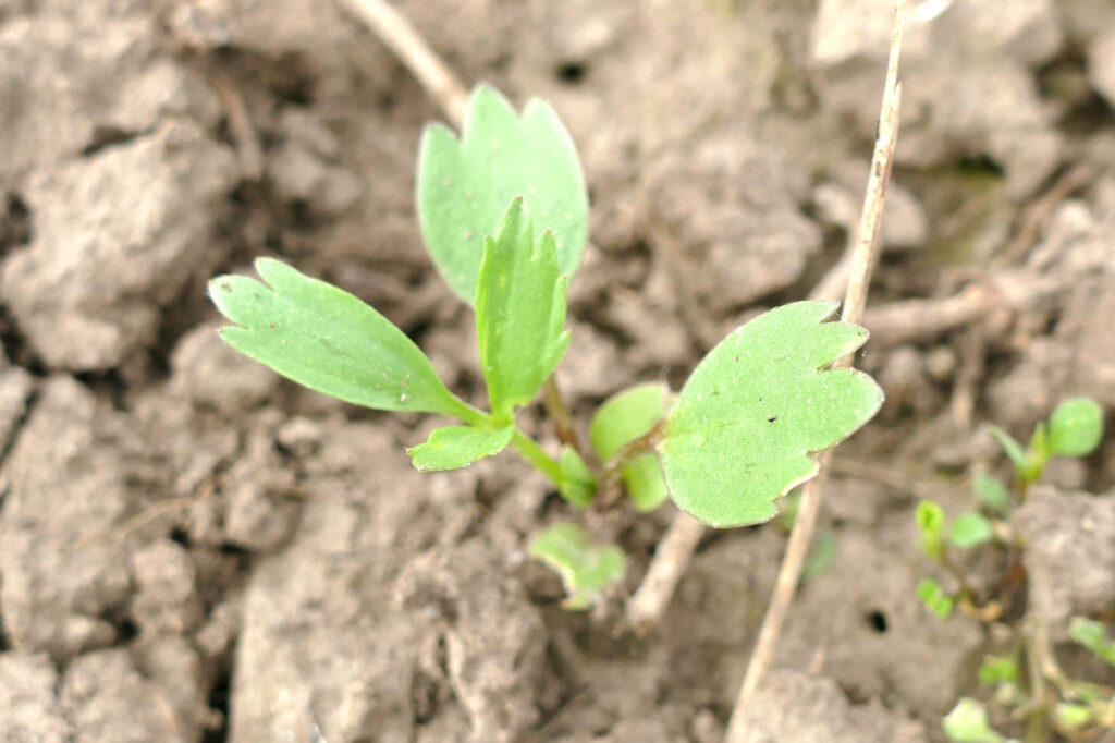 Acker-Hahnenfuß (Ranunculus arvensis) Jungpflanze auf Feld, Aussaat 2023 Saale-Saaten Foto: Katrin Schneider