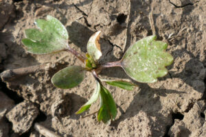 Acker-Hahnenfuß (Ranunculus arvensis) Jungpflanze, IWANA-Versuch 12.03.2024 Foto: Katrin Schneider
