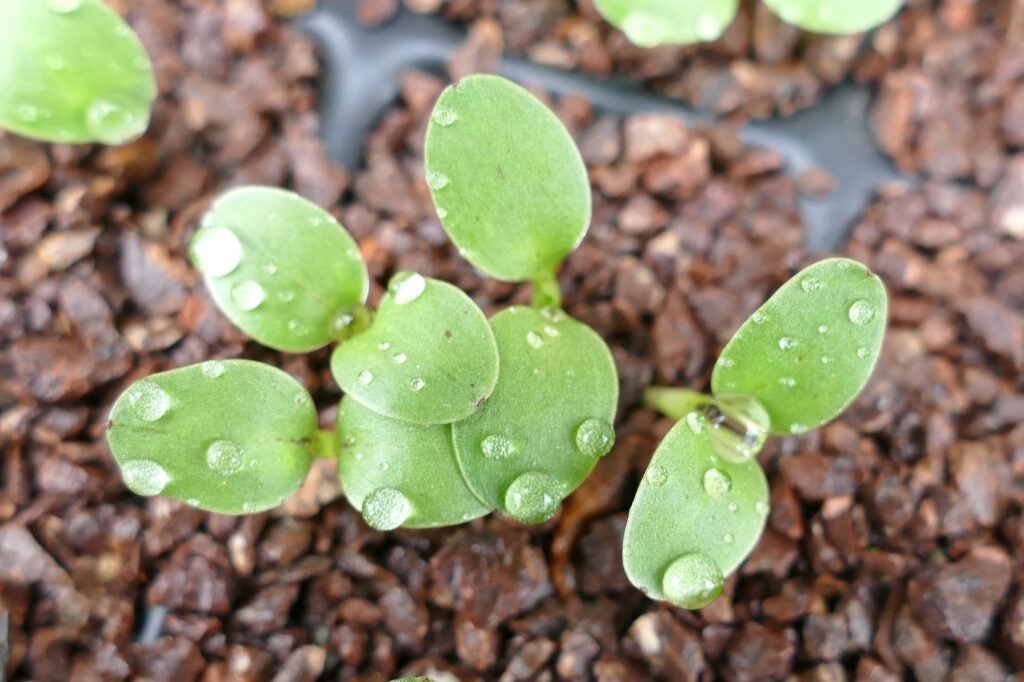 Acker-Hahnenfuß (Ranunculus arvensis) Keimlinge Keimversuch Frühjahr 8.4.2024 Foto: Katrin Schneider