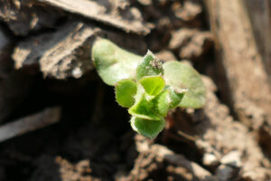 Ackerröte (Sherardia arvensis) Jungpflanze, IWANA-Versuch 12.03.2024 Foto: Katrin Schneider