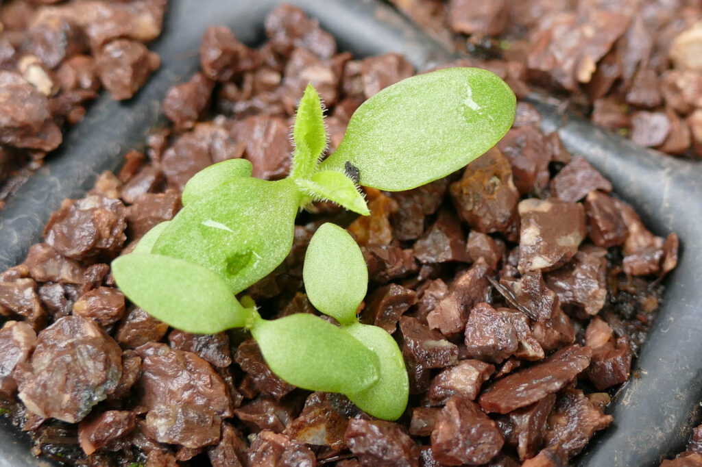 Acker-Lichtnelke (Silene noctiflora) Keimlinge Keimversuch Frühjahr 8.4.2024 Foto: Katrin Schneider