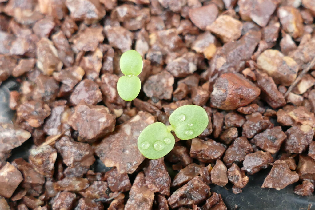 Einjähriger Ziest (Stachys annua) Keimlinge Keimversuch Frühjahr 8.4.2024 Foto: Katrin Schneider