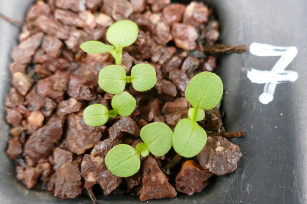 Gezähntes Rapünzchen (Valerianella dentata) Keimlinge, Keimversuch Frühjahr 8.4.2024 Foto: Katrin Schneider