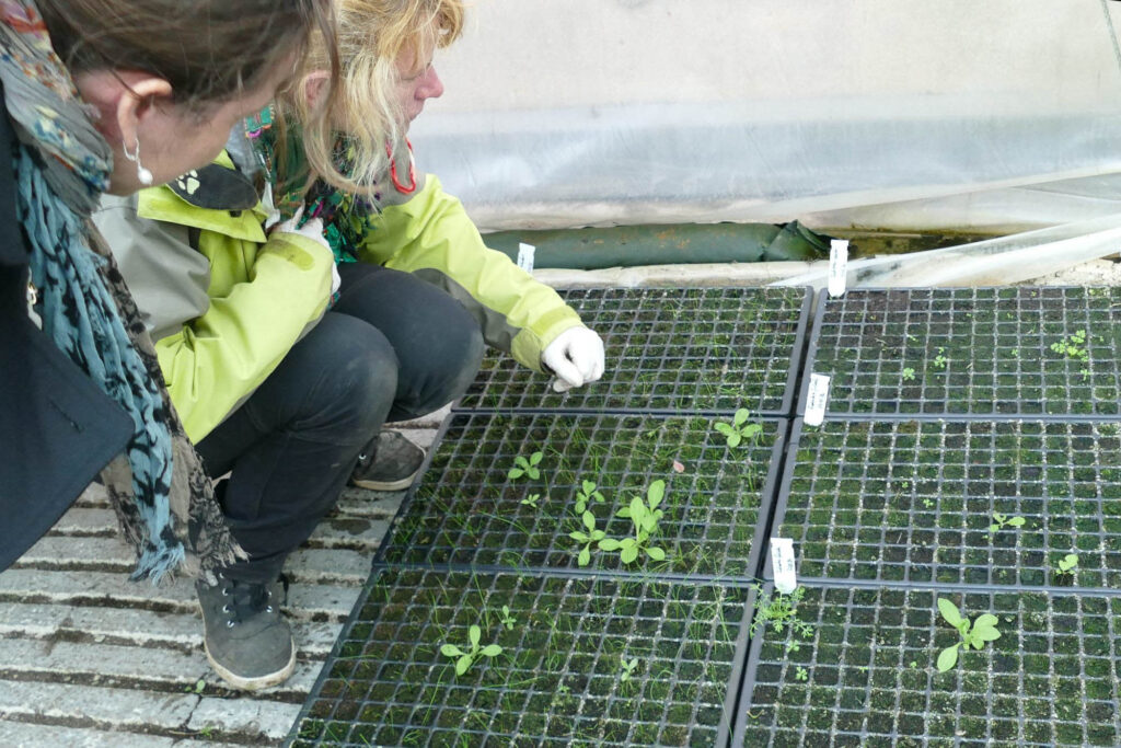 Marie Fritzsch (Wild-Land) an den Vermehrungskästen 16.4.2024 Foto: K.Schneider