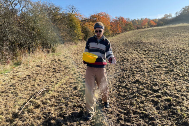 Aussaat Ackerwildkräuter in Grockstädt, Foto: Leonie Clauß Aussaat Ackerwildkräuter in Grockstädt, Foto: Leonie Clauß