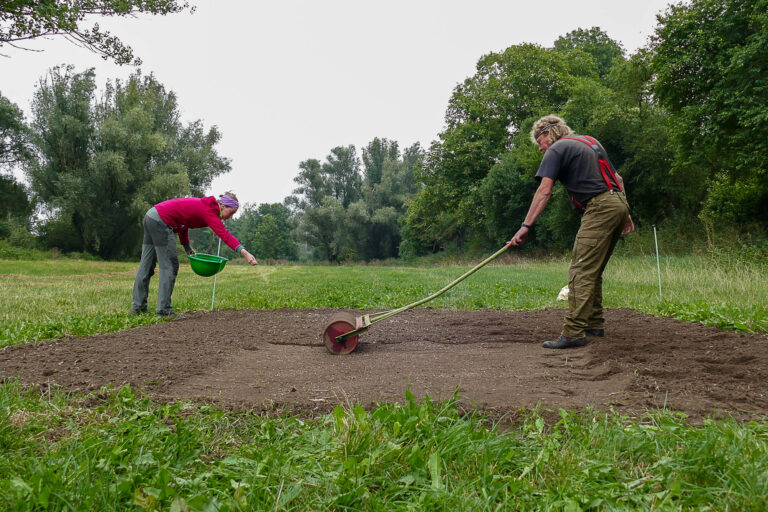 Ansaat und Walzen der Etablierungsfenster Cochstedt 17.9.2024, Foto: Katrin Schneider