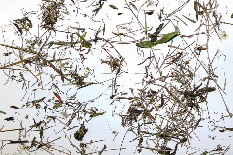 Bürstmaterial nach dem Trocknen Nehlitz 5.9.2024, Foto: Katrin Schneider