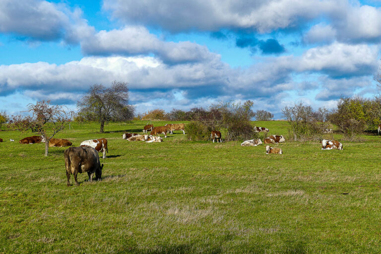 Mutterkuhherde Landwirtschaftliches Gut Walter Taentzler, Cochstedt 18.11.2024