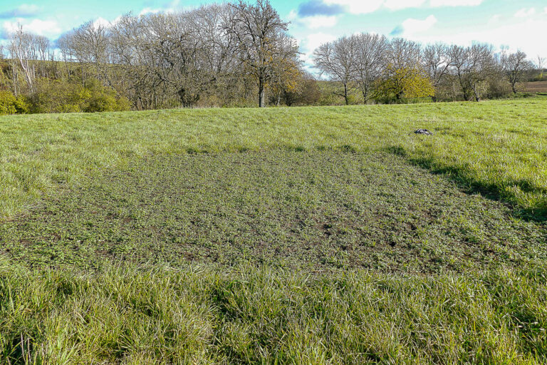Keimlinge auf Etablierungsfenster in Cochstedt 18.11.2024, Foto: K. Schneider