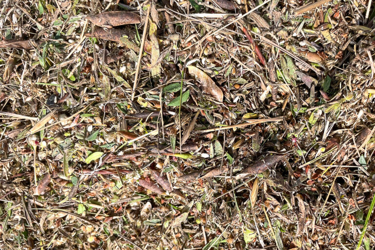 Ergebnis des Wiesenbürstens im Bucher Brak 19.8.2024, Foto: Leonie Clauß