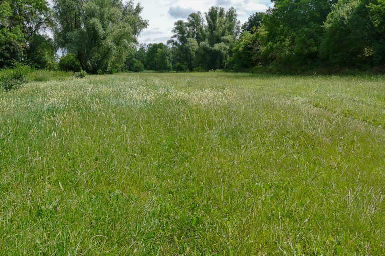 FL 3b in Cochstedt 17.7.2024, Foto: Katrin Schneider