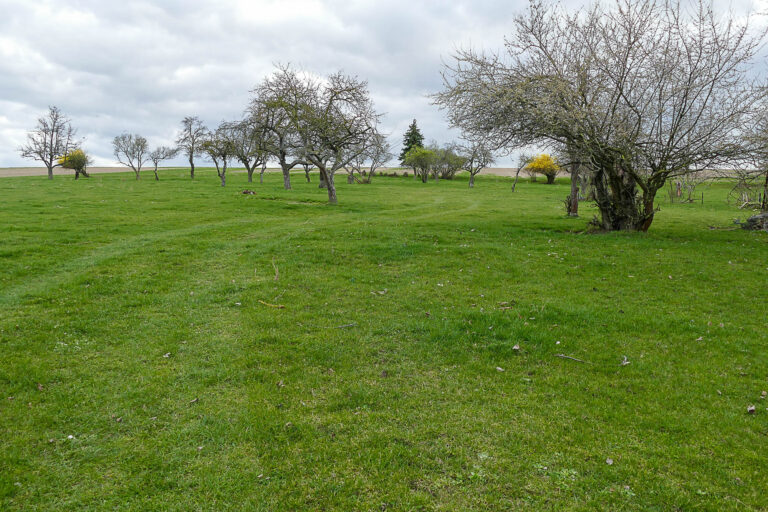 Fläche 5 Cochstedt 11.3.2024, Foto: Katrin Schneider