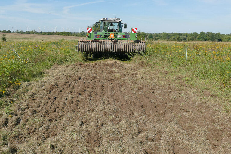 Erstes Eggen des Etablierungsfensters in Wörmlitz 12.8.2024, Foto: Katrin Schneider