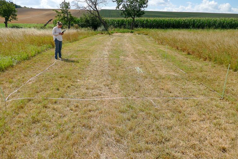 Leonie Clauß bei der Markierung des Etablierungsfensters in Cochstedt 16.8.2024, Foto: Katrin Schneider
