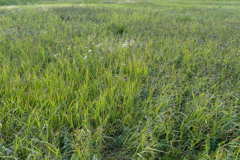 Spenderfläche 1 Jerichow 5.8.2024, Foto: Katrin Schneider