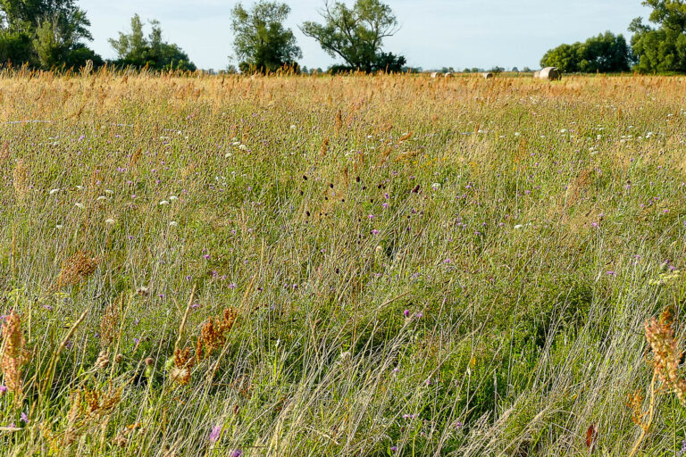 Spenderfläche 2, Jerichow 5.8.2024, Foto: Katrin Schneider