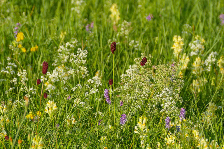 Wiese mit Nordischem Labkraut und Großem Wiesenknopf, Bucher Brak Jerichow 5.8.2024, Foto: Katrin Schneider
