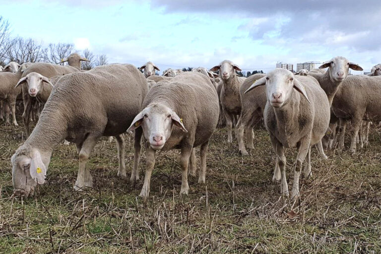 Schafherde Wörmlitz bei der Beweidung eines Ackers, 25.1.2024, Foto: Katrin Schneider