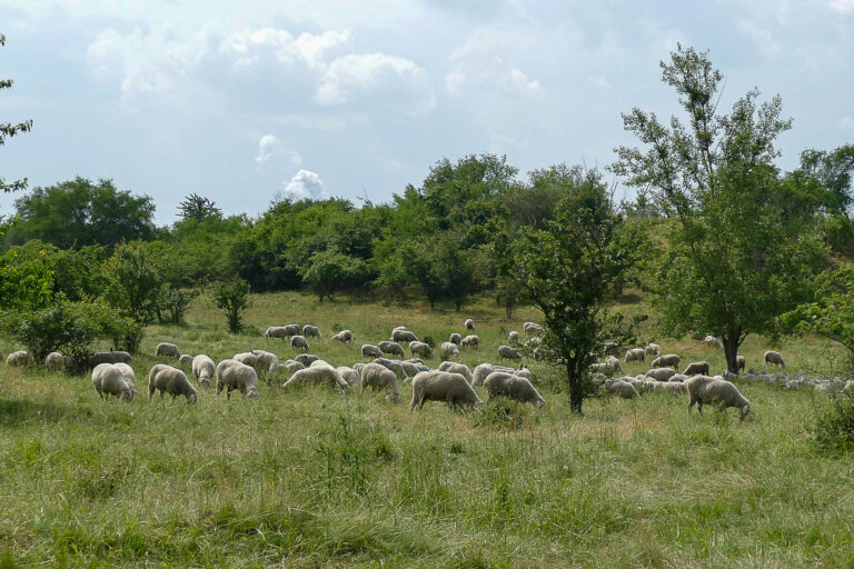 Schafherde in Wörmlitz 7.6.2024, Foto: Katrin Schneider