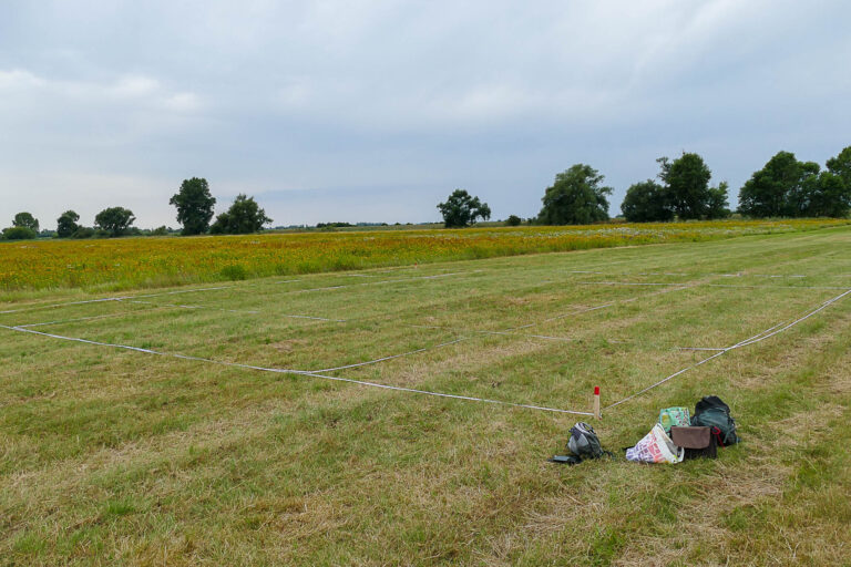 Versuchsplot markiert mit Maßbändern Biederitz 31.07.2024, Foto: K. Schneider