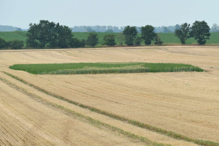 22.6.2023 Erbsenfenster nach trockenheitsbedingt verfrühter Ernte der Kultur, Hohe Börde, Foto: Katrin Schneider