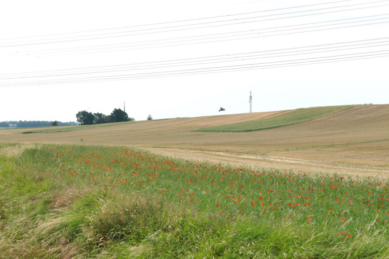 22.6.2024, zwei Erbsenfenster nach trockenheitsbedingt verfrühter Ernte der Kultur,  Hohe Börde, Foto: Katrin Schneider