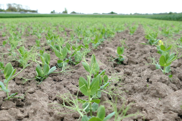 3.5.2023 Erbsenfenster kurz nach Auflaufen der Erbsen, Niederndodeleben, Foto: Katrin Schneider