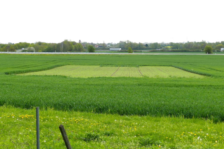 3.5.2023 Erbsenfenster kurz nach Auflaufen der Erbsen, Niederndodeleben, Foto: Katrin Schneider