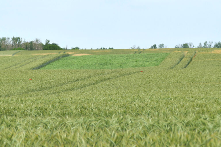 8.6.2023 Erbsenfenster in Wintergerste, Hohe Börde, Foto: Katrin Schneider