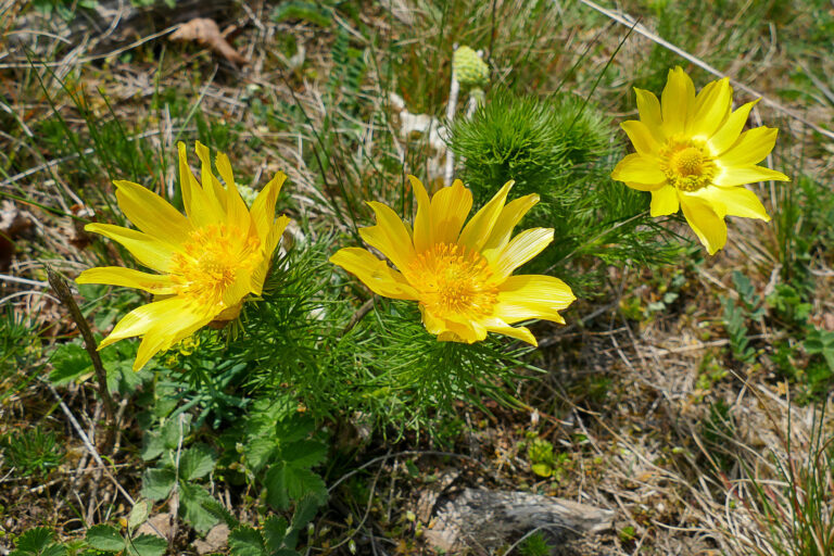 Frühlings-Adonisröschen (Adonis vernalis) Sohlener Berge, 10.4.2025, Foto: Katrin Schneider