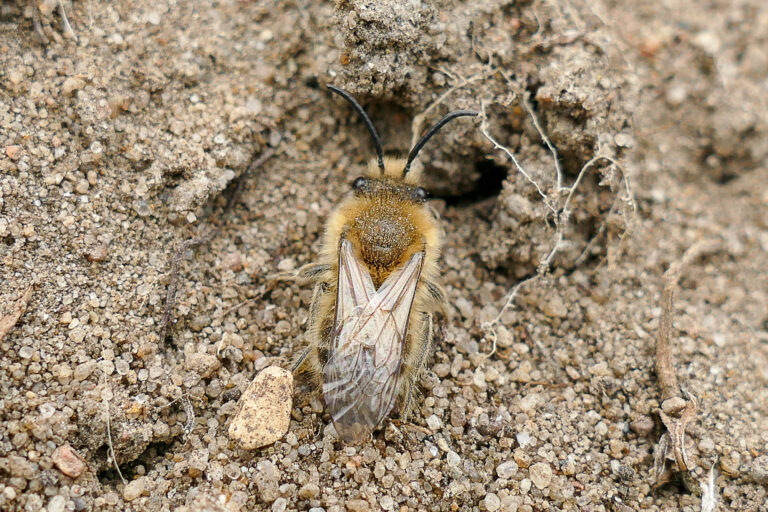 Frühlings-Seidenbiene (Colletes cunicularius), Sohlener Berge 10.4.2025, Foto: Katrin Schneider