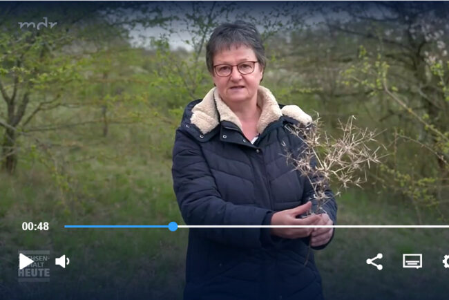 Screenshot MDR-Video