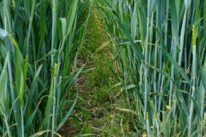 Ackerwildkrautbestand in Weizenkultur, IWANA-Versuch, Foto:  K. Schneider