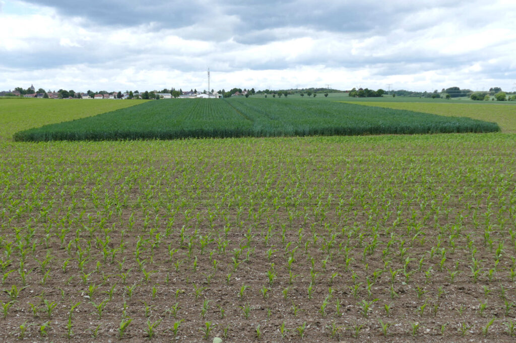 Feldvogelstreifen bei Niederndodeleben 27.5.2025, Foto: K. Schneider